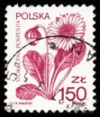 Postage stamp printed in Poland shows Daisy (Bellis perennis), Medicinal Plants serie, circa 1989