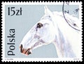 Postage stamp printed in Poland shows Lippizan (Equus ferus caballus), Horses serie, circa 1989