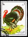 Postage stamp printed in Sharjah shows Domesticated Turkey (Meleagris gallopavo), Birds serie, circa 1972 Royalty Free Stock Photo