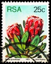 Postage stamp printed in South Africa shows Princess protea (Protea grandiceps), Sugarbushes serie, circa 1977