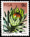 Postage stamp printed in South Africa shows Silver sugarbush (Protea roupelliae), Sugarbushes serie, circa 1977