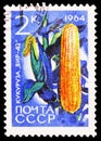 Postage stamp printed in Soviet Union shows Maize (Zeya mais), Agricultural Crops serie, circa 1964