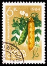 Postage stamp printed in Soviet Union shows Peas, Agricultural Crops serie, circa 1964