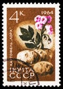 Postage stamp printed in Soviet Union shows Potatoes, Agricultural Crops serie, circa 1964