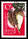 Postage stamp printed in Soviet Union shows Sugar beet, Agricultural Crops serie, circa 1964