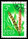 Postage stamp printed in Soviet Union shows Wheat, Agricultural Crops serie, circa 1964