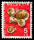 Postage stamp printed in Switzerland shows European Hedgehog (Erinaceus europaeus), Pro Juventute: Wild animals serie, circa 1965