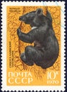 Postage stamp printed in the USSR with the image and inscription in Russian `Sikhote-Alinsky reserve. Black bear`