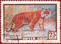 Postage stamp printed of the USSR with the image and inscription in Russian `Ussurian tiger`, from the series `Animals` Royalty Free Stock Photo