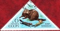 Postage stamp printed in the USSR with the image and inscription in Russian `Voronezh Nature reserve. European beaver`