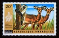 Postage stamp Rwanda, 1972. Oribi Ourebia ourebi and vervet monkey Chlorocebus pygerythrus