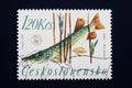 Drawing of northern pike underwater on postage stamp Royalty Free Stock Photo
