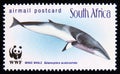 Postage stamp South Africa, 1998. Antarctic minke whale Balaenoptera acutorostrata fish Royalty Free Stock Photo