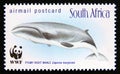 Postage stamp South Africa, 1998. Pygmy Right Whale Caperea marginata fish Royalty Free Stock Photo