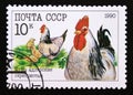 Postage stamp Soviet Union, CCCP, 1990. Chicken Gallus gallus domesticus