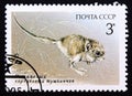 Postage stamp Soviet Union, CCCP 1985, Five toed Pygmy Jerboa, Cardiocranius paradoxus