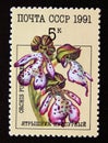 Postage stamp Soviet Union, CCCP, 1991, Lady Orchid Orchis purpurea Royalty Free Stock Photo