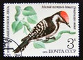 Postage stamp Soviet union, CCCP 1979. Lesser Spotted Woodpecker bird Dendrocopos minor Royalty Free Stock Photo