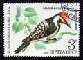 Postage stamp Soviet Union, CCCP, 1979. Lesser Spotted Woodpecker Dendrocopos minor bird Royalty Free Stock Photo