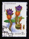 Postage stamp Soviet union, CCCP 1984. Prickly Water Lily Euryale ferox flower