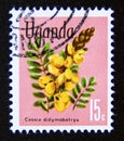 Postage stamp Uganda, 1969. Peanut Butter Cassia Senna didymobotrya plant