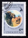 Postage stamp Uzbekistan 1995, Bactrian Camel, Camelus bactrianus ferus