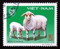 Postage stamp Vietnam 1979. Domestic Sheep ovis ammon aries