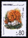 Postage stamp Yemen 1991. Gyromitra esculenta false morel or the turban fungus mushroom Royalty Free Stock Photo