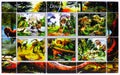 Postage stamps printed in Cinderellas shows Tyrannosaurus Rex, Mini sheet Dinosaurs, Togo serie, circa 2016