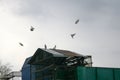 Postal pigeons, multicolored.