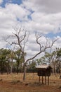 Postbox in the outback