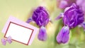 A postcard with beautiful purple iris flowers and a frame for congratulations. Artistic design, unfocused background Royalty Free Stock Photo