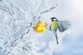 Beautiful postcard with bird tit flying have glass Golden festive globe hanging on branch Christmas tree winter in Park