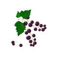Postcard with black currant berries.