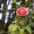 Postcard with climbing rose Royalty Free Stock Photo