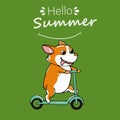 Postcard corgi dog with Kick scooter letter hello summer Cute orange ginger welsh corgi vector cartoon sticker