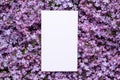 Postcard with fresh splendid lilac flowers and empty tag for your text , spring and summer blossom background.