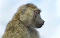 Picture with a funny baboon looking aside Royalty Free Stock Photo