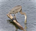 Background with a great blue heron drinking water Royalty Free Stock Photo