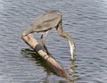 Postcard with a great blue heron drinking water Royalty Free Stock Photo