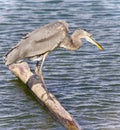 Picture with a great blue heron drinking water Royalty Free Stock Photo