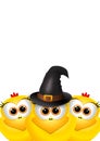 Postcard Halloween with chickens. Chicken with witch hat. Royalty Free Stock Photo