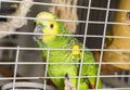 Postcard home amazon green with yellow crest red feathers sitting on a branch