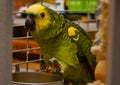 Postcard home sweet parrot amazon green with yellow crest red feathers sitting on a branch in a cage