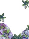 A postcard with an illustration drawn with colored pencils of hellebore flowers with leaves. Royalty Free Stock Photo
