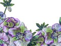 Hellebore flowers collected in a composition for a postcard, invitation, etc. Hand-drawn with colored pencils. Royalty Free Stock Photo