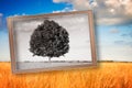 Postcard of an isolated tree in a tuscany wheatfield - Tuscany Royalty Free Stock Photo