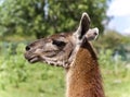 Postcard with a llama looking aside in a field Royalty Free Stock Photo