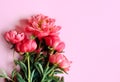 Postcard with lush beautiful peonies. Free space for text