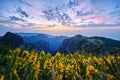 Postcard from Madeira. Sunset over yellow flowers and mountain landscape.